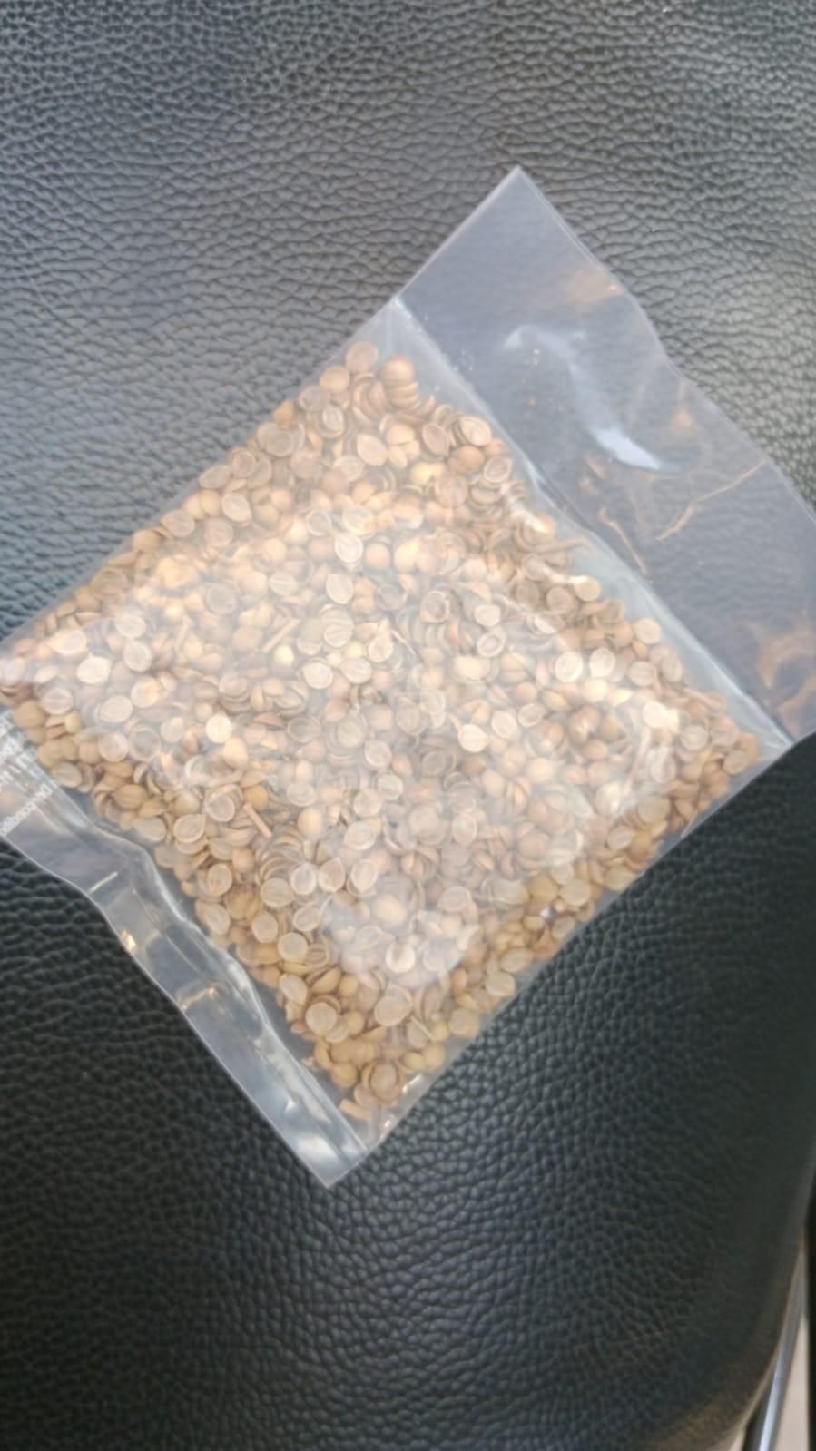 Orga Teeth Carbon Steel Garden Weeding nic Coriander seeds for Gardening (Pack of 20)